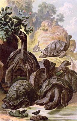 Giant Tortoises from the Galapagos Islands, from a natural history book, 1887 (colour litho) 1844