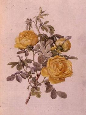 Rosa Genus, No.10, 755 c.1910