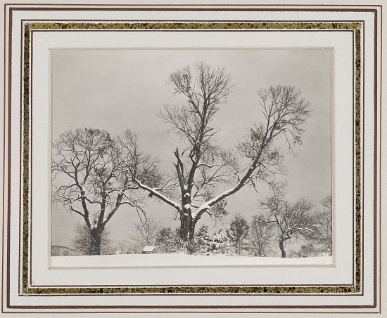 Trees in Winter von Alfred Stieglitz