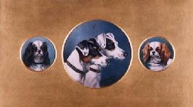 Fox Terriers and King Charles Spaniels 1905