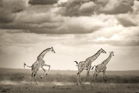 Springende Giraffe