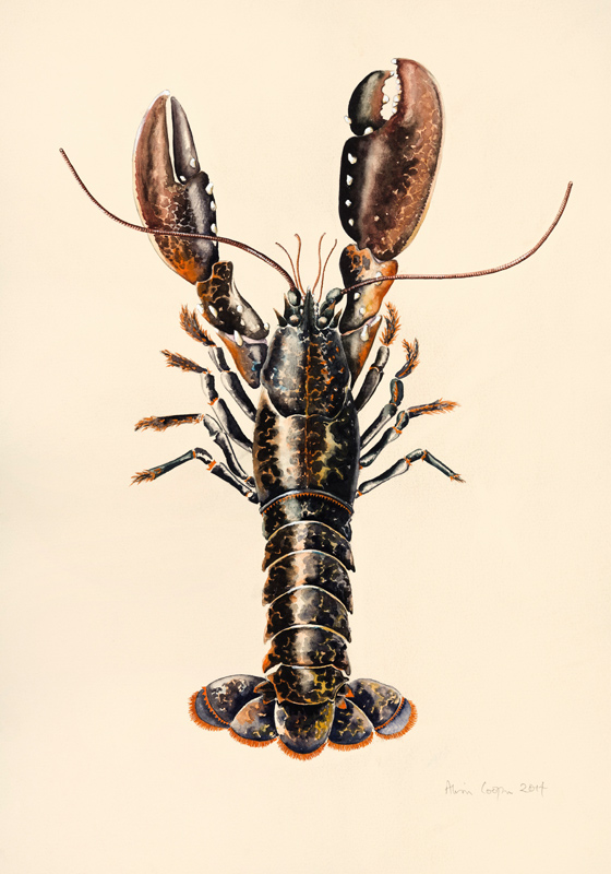 Lobster from Solva von Alison  Cooper