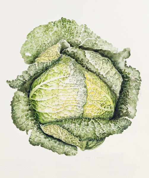 Savoy Cabbage von Alison  Cooper
