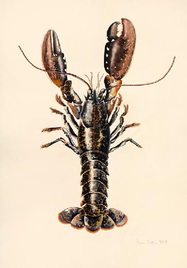 Lobster from Solva 2014