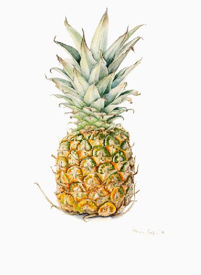 Ripe Pineapple 2016