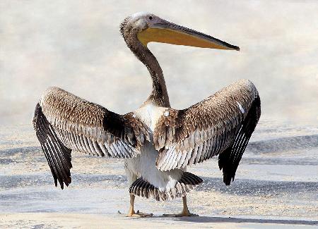 Flügelspannweite des Pelikans