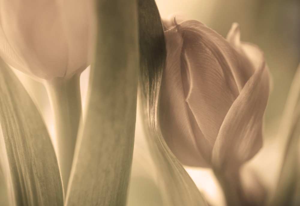 Tulips von Allan Wallberg