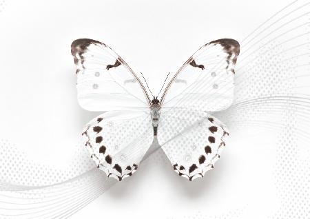 Weißer Schmetterlingswirbel
