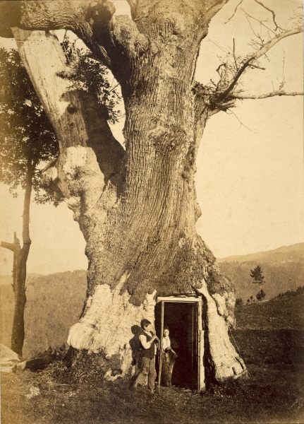 Two boys at the doorway of their treehouse, c.1870-80 (b/w photo)  von American Photographer