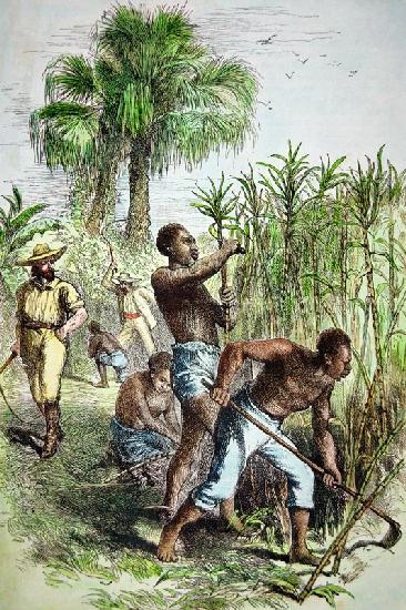 Slaves working a sugar field, c.1860 (coloured engraving) 02nd-