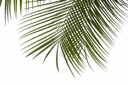 Palmblätter-Laubfoto III