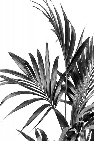 Palmblätter Schwarz und Weiß 01