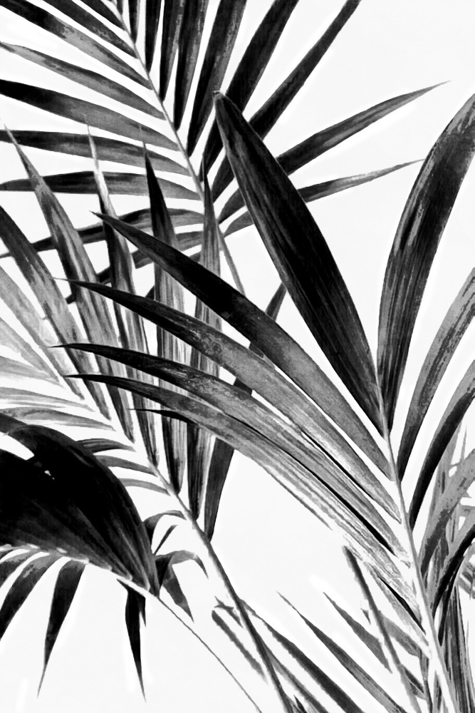 Palmblätter Schwarz und Weiß 02 von amini54