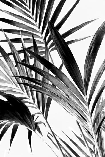 Palmblätter Schwarz und Weiß 02