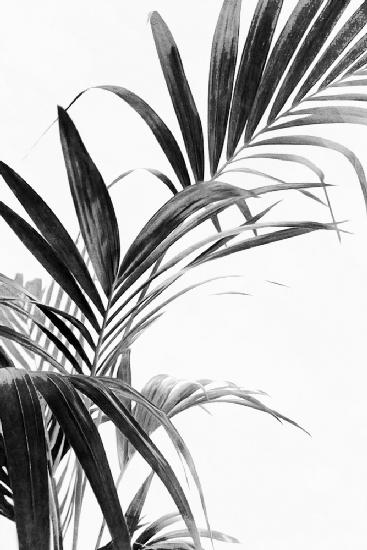 Palmblätter Schwarz und Weiß 03