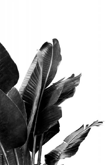 Paradiesvogelpflanze Schwarz und Weiß 02