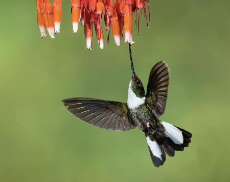 Halsband-Inka-Kolibri