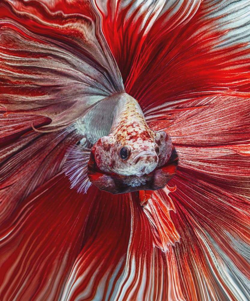 Der rote Fisch von Andi Halil
