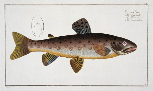 Brown Trout (Salmo Iasustris) plate XXIII from 'Ichthyologie, ou histoire naturelle generale et part von Andreas-Ludwig Kruger