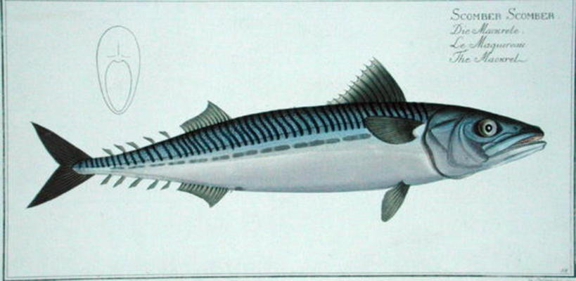 Mackerel (Scomber Scomber) plate LIV from 'Ichthyologie, ou histoire naturelle generale et particuli von Andreas-Ludwig Kruger