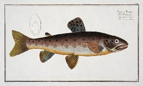 Brown Trout (Salmo Iasustris) plate XXIII from 'Ichthyologie, ou histoire naturelle generale et part 1780