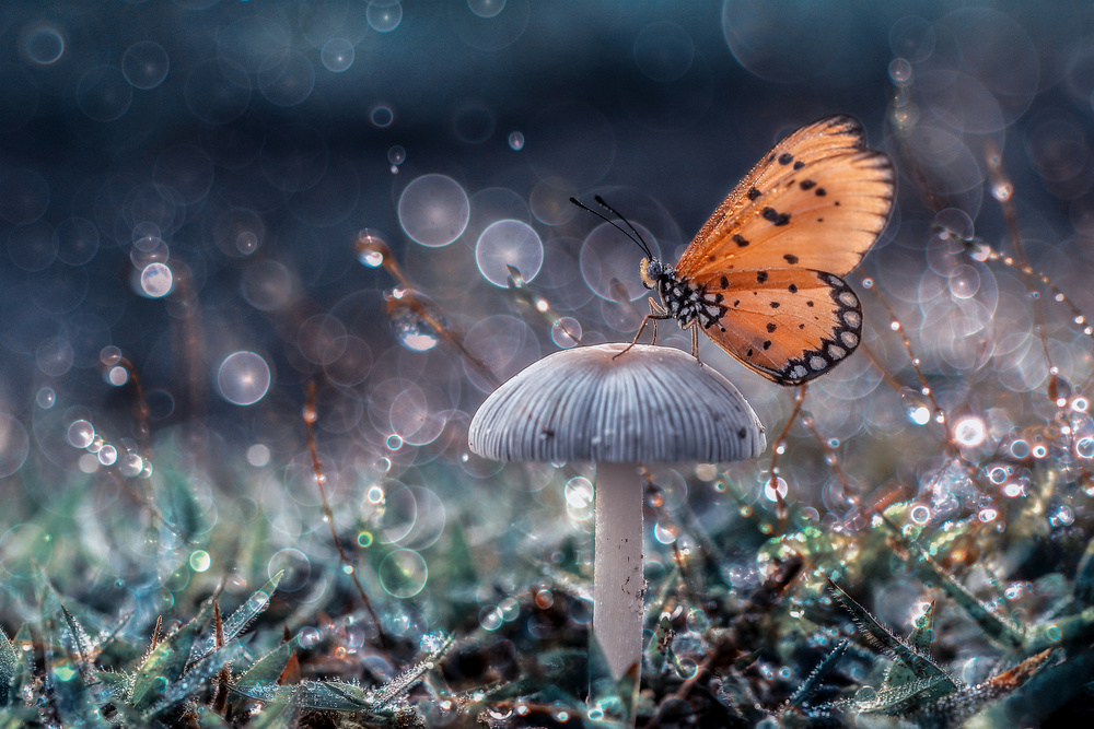 Schmetterling und Pilz von Andreas Karyadi