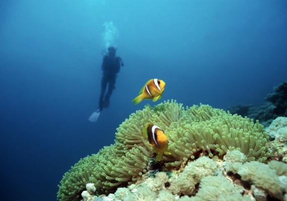 Diving with Nemo von Andreas Wolf