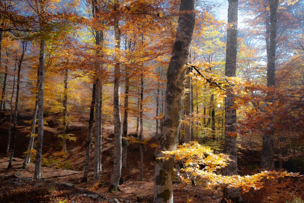 Herbstfarben von Andrei