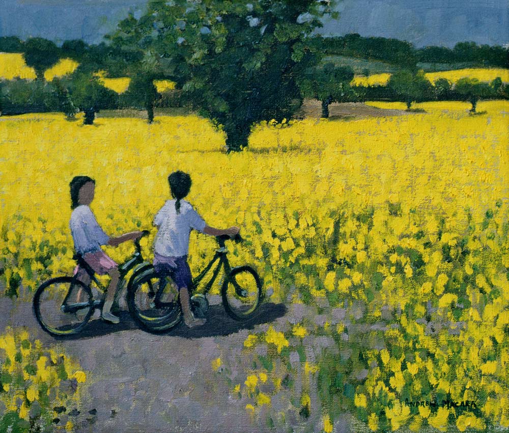 Yellow Field, Kedleston, Derby von Andrew  Macara
