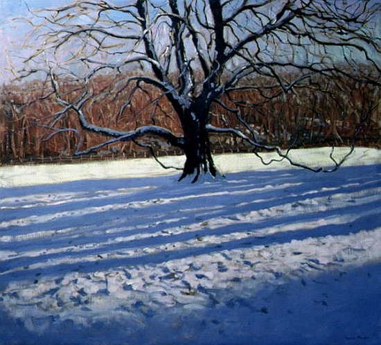Large Tree, Snow, Calke Abbey (oil on canvas)  von Andrew  Macara
