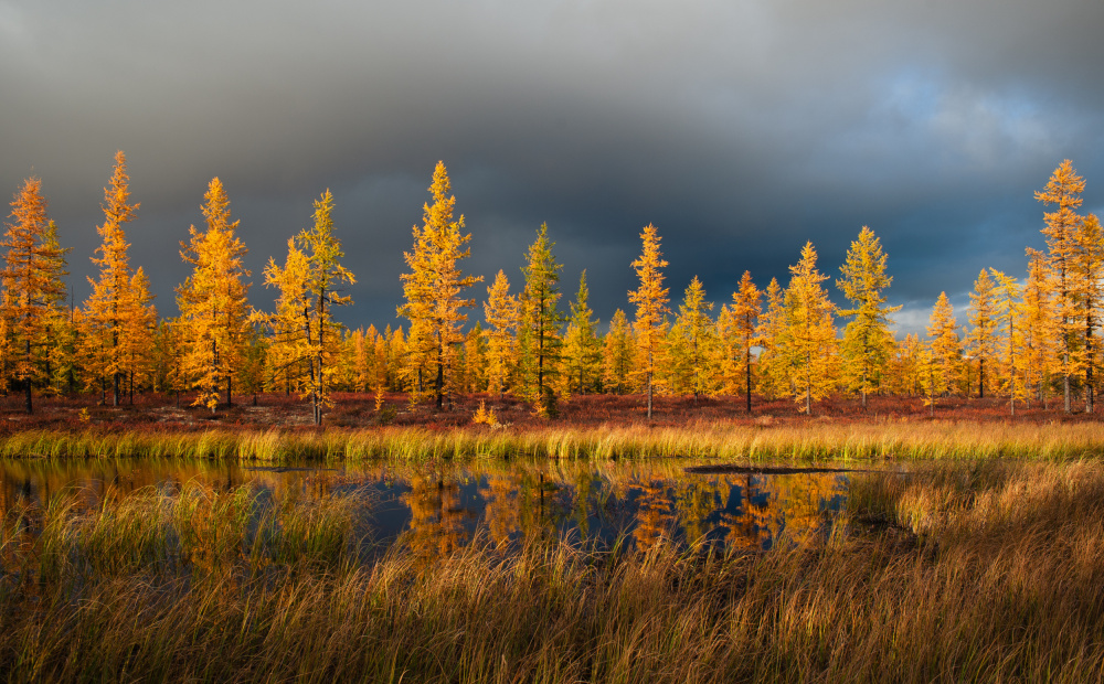 Sibirischer Herbst von Andrey Snegirev