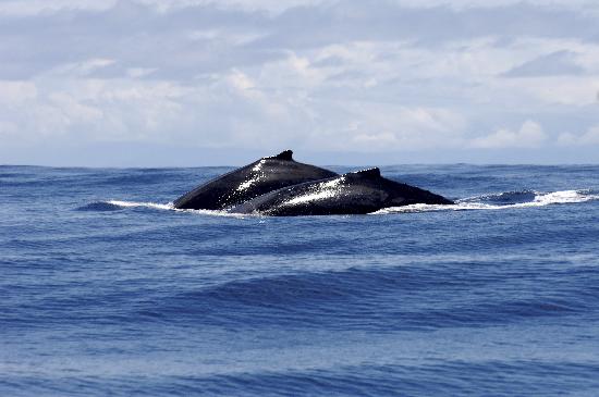 Request Greenland to hunt whales worries environmentalists von Anel Kenjekeeva