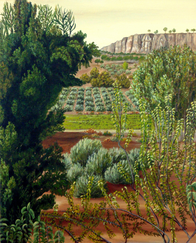 Hochgebirgs-Olivenbäume von Angeles M. Pomata