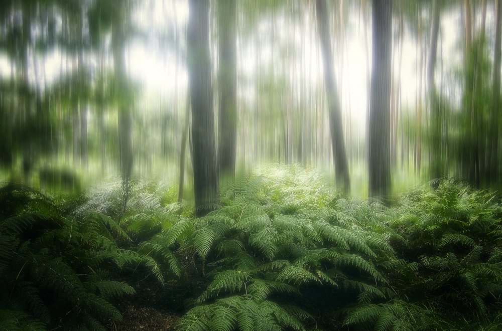 Der Wald von Anna Cseresnjes