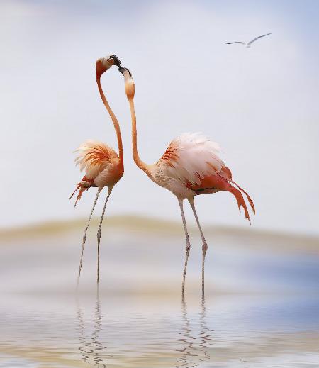 Flamingokuss