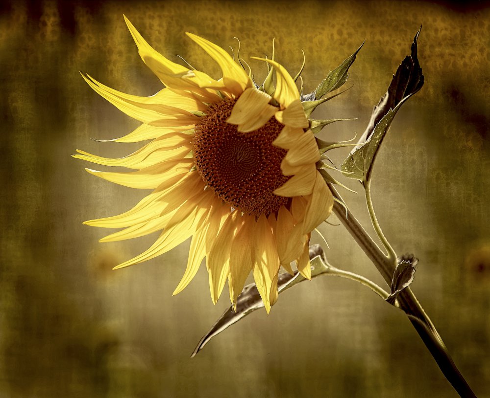 Sonnenblume von Anna Cseresnjes
