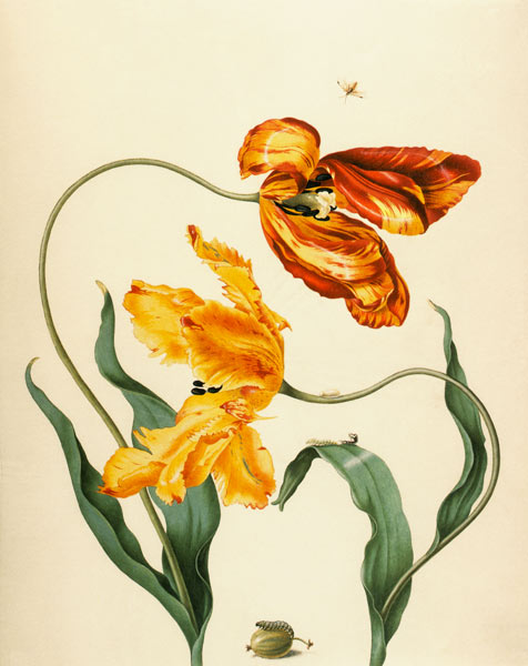 Gartentulpen, Stachelbeere und Gelbe Stachelbeerwespe von Maria Sibylla Merian