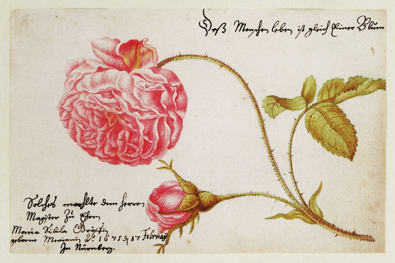 Albumblatt mit einer Rose von Maria Sibylla Merian