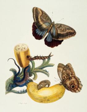 Bananenfrucht und Caligo (Musa sapientium und Caligo teucer).
