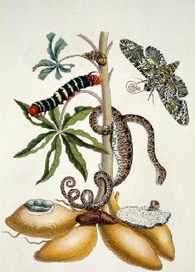 Maniok (Manihot utilissima) und Riesen-Pfeilschwanz (Nachtfalter)