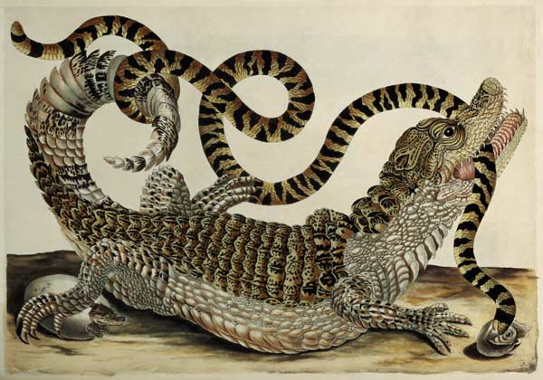 Alligator and Snake von Maria Sibylla Merian