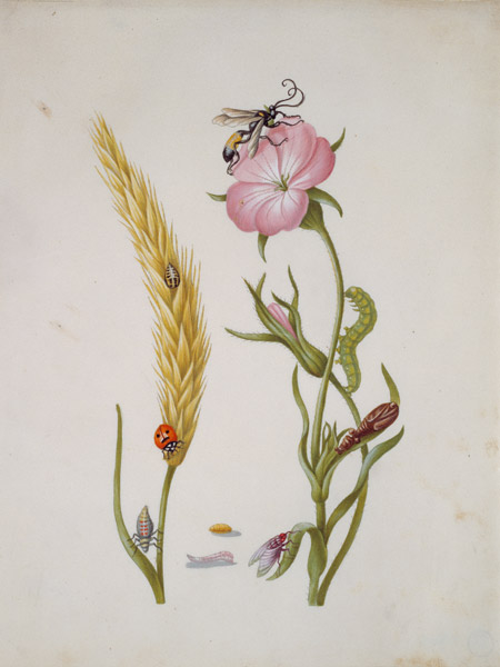 Weizenähre mit Marienkäfer, Kornrade mit Schlupfwespe und Fliege, Larven und Puppen. von Maria Sibylla Merian
