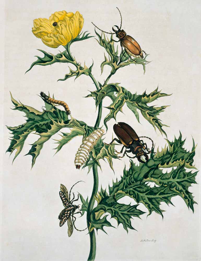 Zwei Käferarten, Illustration aus 'Metamorphosis Insectorum ...' von Maria Sibylla Merian