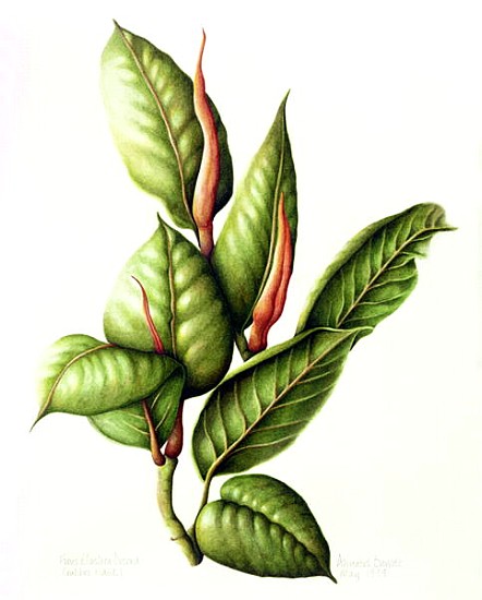 Rubber Plant, 1999 (w/c on paper)  von Annabel  Barrett