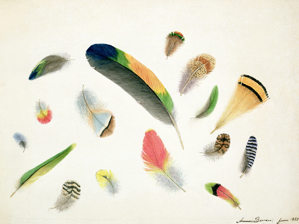 Studies of Feathers von Anne Bowen