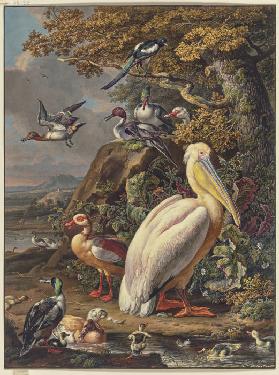 Ein Pelikan und eine Menge Wasservögel bei einer Eiche am Wasser, oben links fliegt eine Elster