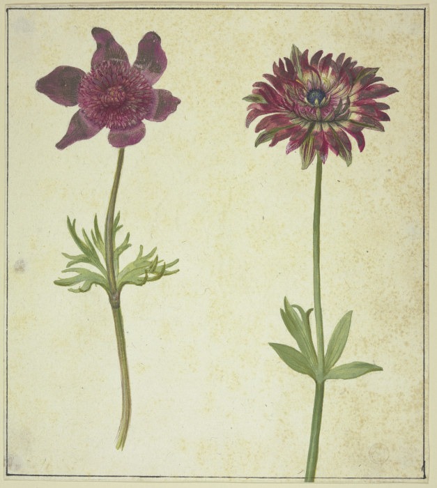 Zwei Blumen von Anonym
