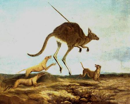 Kangaroo Hunting von Anonymous