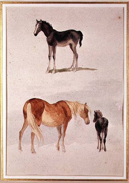 Mares and foals von Anonymous