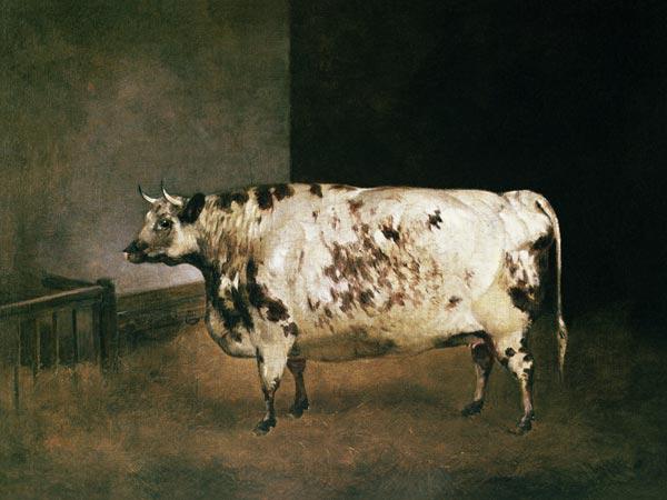 Shorthorn Cow c.1850